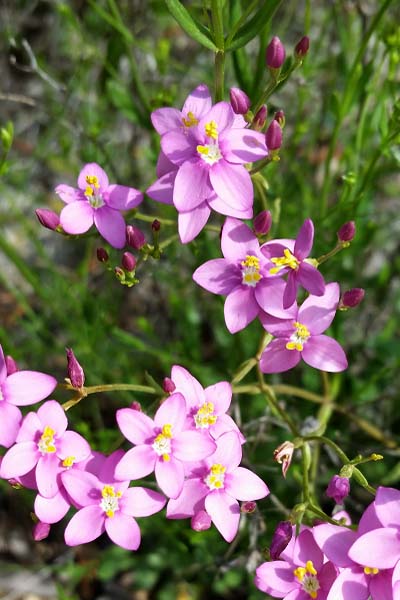 Petite Centaurée rouge